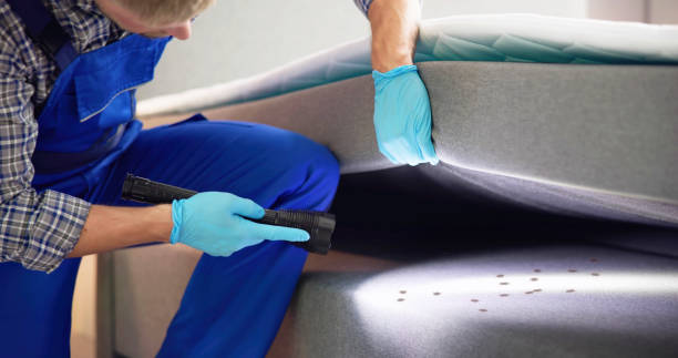 Wasp Removal Services in Sparta, NC